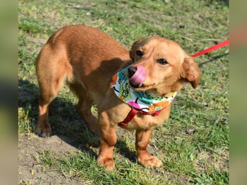 Calla die Anhängliche