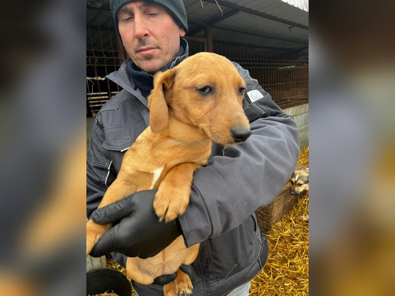 Dackel-Mix Mädchen Olla sucht ein Zuhause