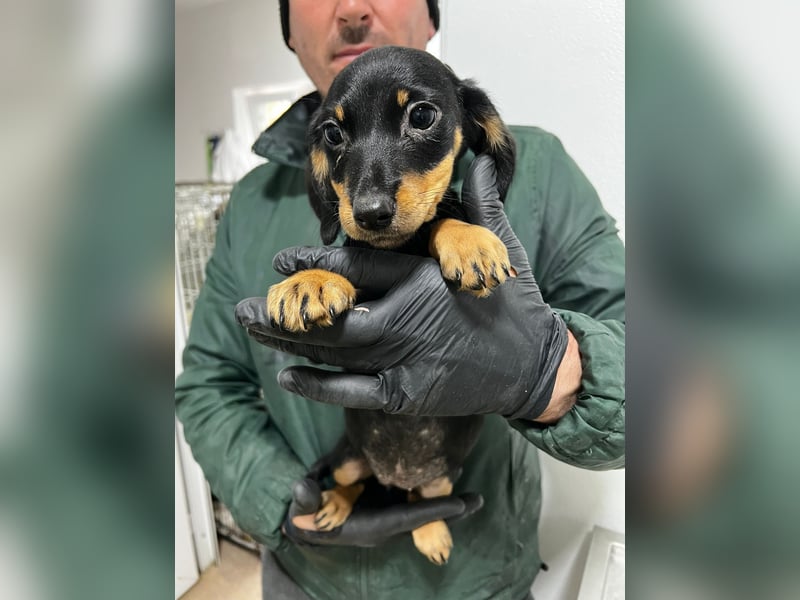 3 Dackelmix Mädchen suchen ihr Glück