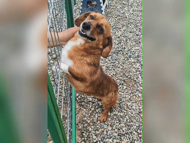 Dackel-Mix Gizmo sucht sein Glück