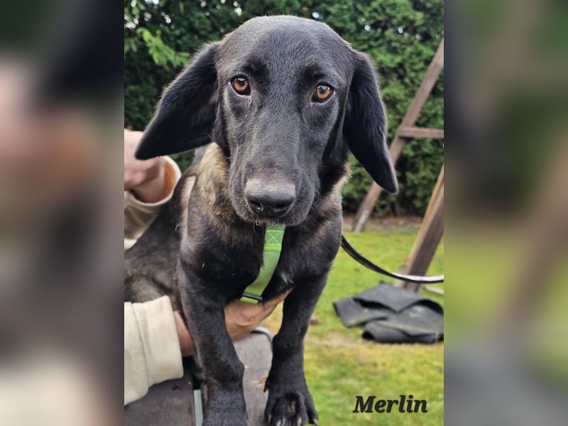 Merlin freut sich auf Deinen Besuch
