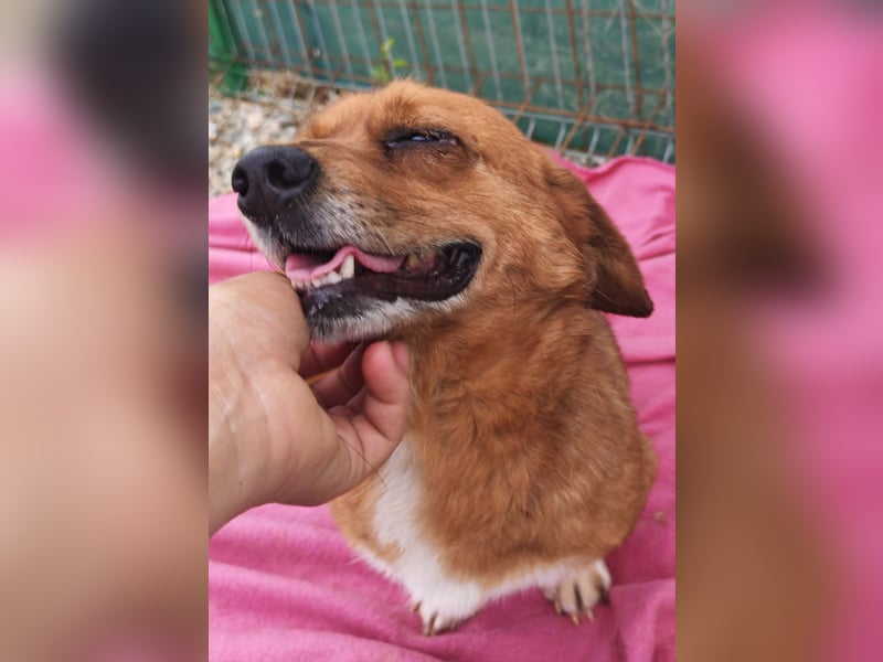 Dackel-Mix Gizmo sucht sein Glück