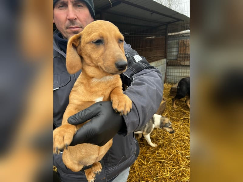 Dackel-Mix Mädchen Olla sucht ein Zuhause