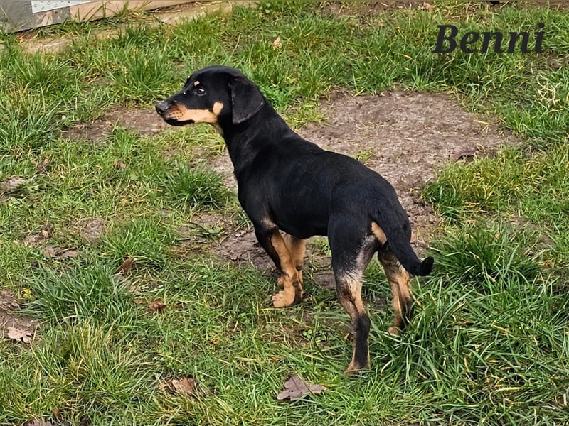 Dackel-Mix Benni freut sich auf Deinen Besuch