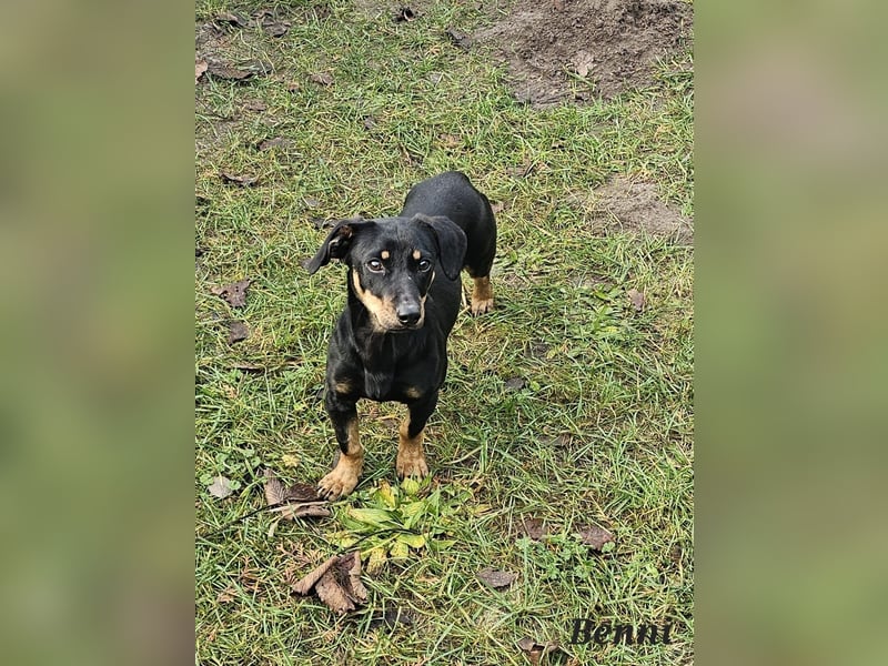 Dackel-Mix Benni freut sich auf Deinen Besuch