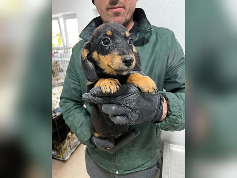 3 Dackelmix Mädchen suchen ihr Glück