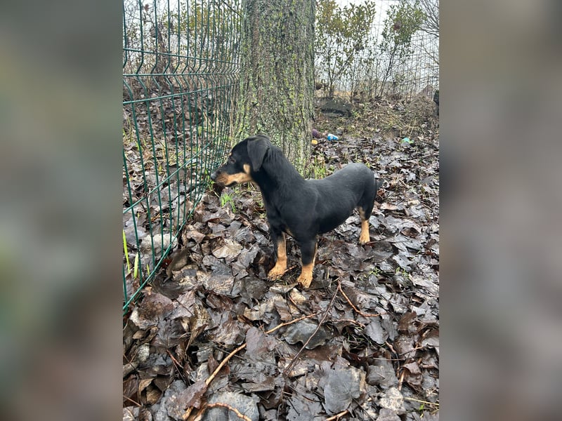 Dackel-Mix sucht sein Glück