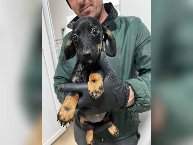 3 Dackelmix Mädchen suchen ihr Glück