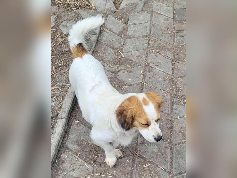 MAI - Baby unserer Straßenhündin April