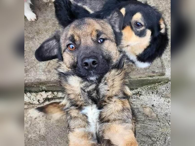 SHOGUN - gerettet aus der Horror Tötung Slatina, Ostern'22