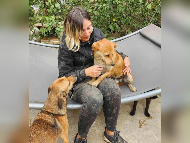 TANNER - gerettet aus Horror Tötung Slatina, Ostern'22 TANNER - gerettet aus Horror Tötung Slatina, Ostern'22