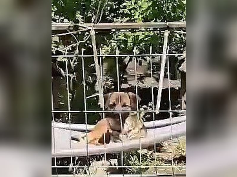 SHOGUN gerettet aus Horror Tötung Slatina, Ostern'22