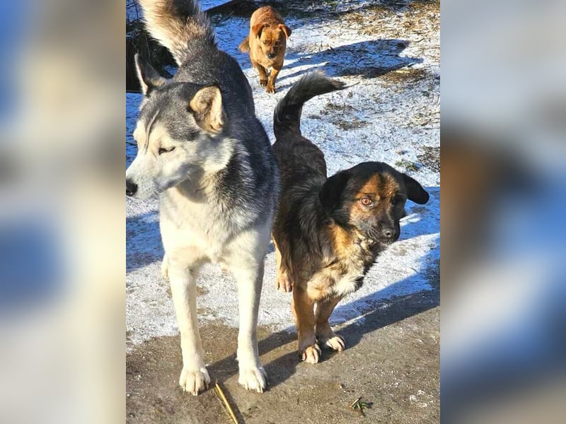 SHOGUN - gerettet aus der Horror Tötung Slatina, Ostern'22