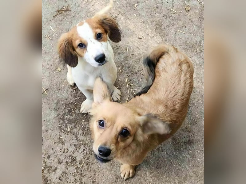 MAI - Baby unserer Straßenhündin April