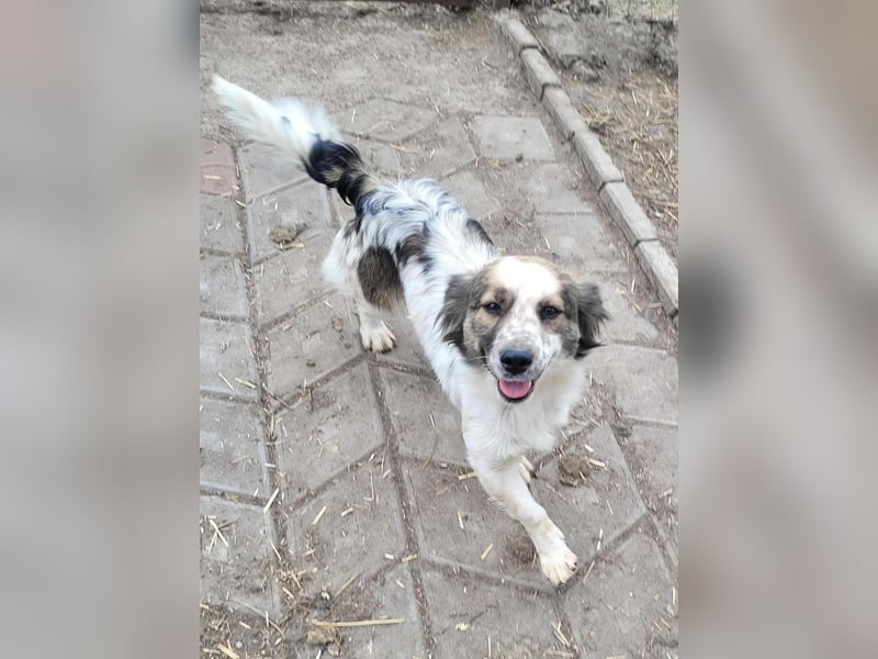 MAI - Baby unserer Straßenhündin April