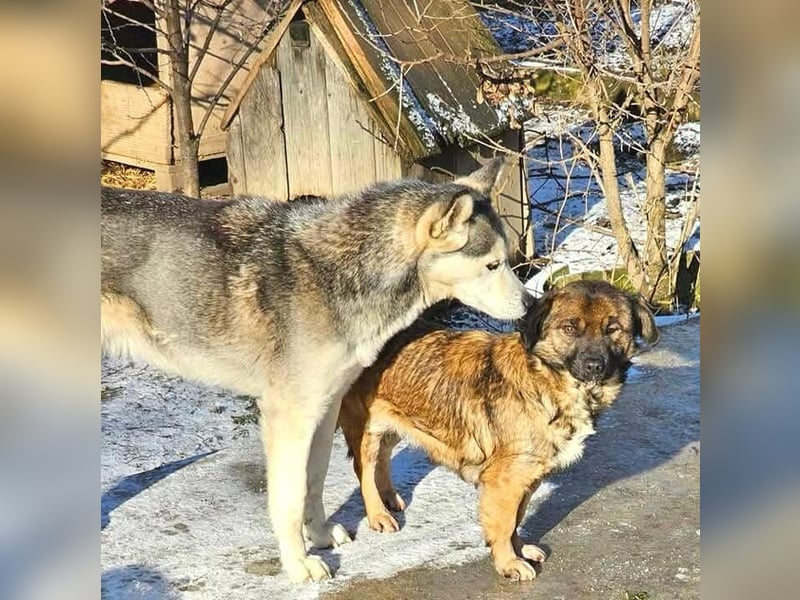 SHOGUN ♥ - Gerettet aus der Horror Tötung Slatina, Ostern'22