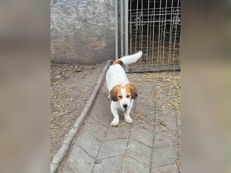 MAI - Baby unserer Straßenhündin April