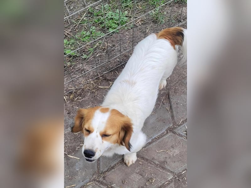 MAI - Baby unserer Straßenhündin April