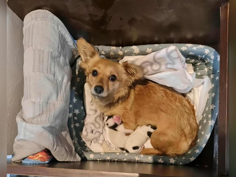 Ju'Ni - Baby unserer Straßenhündin April