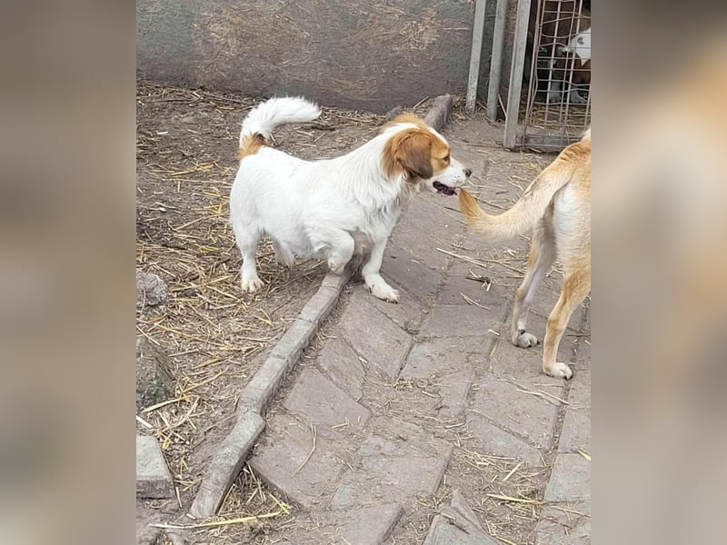 MAI - Baby unserer Straßenhündin April