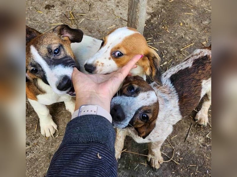 MAI - Baby unserer Straßenhündin April