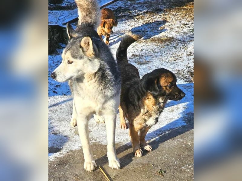 SHOGUN - gerettet aus der Horror Tötung Slatina, Ostern'22