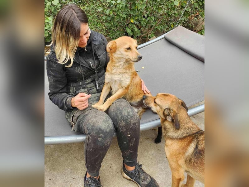 TANNER - gerettet aus Horror Tötung Slatina, Ostern'22 TANNER - gerettet aus Horror Tötung Slatina, Ostern'22