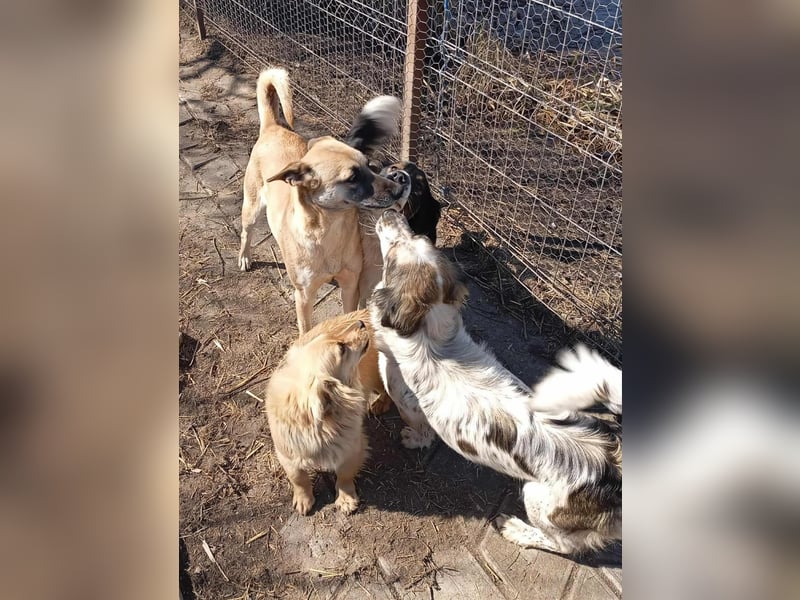 Ju'Ni - Baby unserer Straßenhündin April