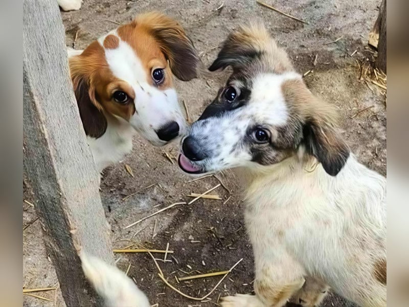 Ju'Ni - Baby unserer Straßenhündin April