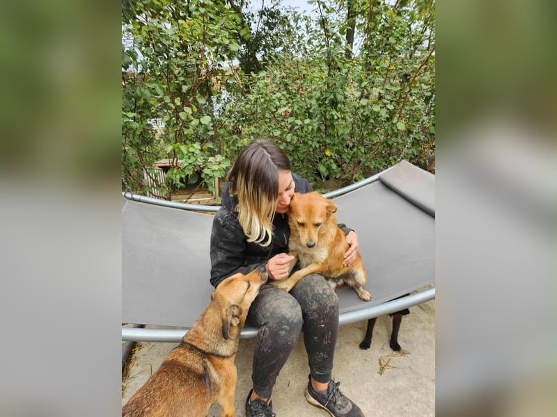 TANNER - gerettet aus Horror Tötung Slatina, Ostern'22 TANNER - gerettet aus Horror Tötung Slatina, Ostern'22