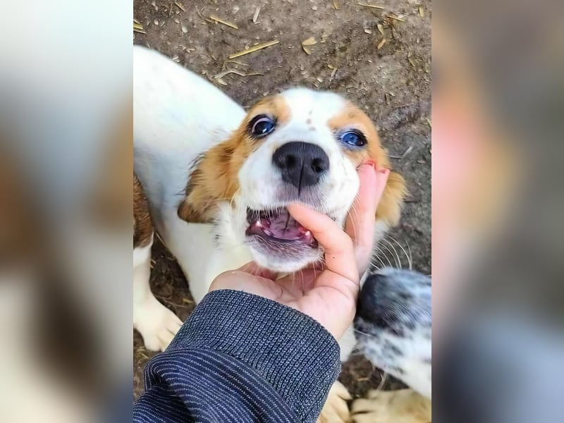 MAI - Baby unserer Straßenhündin April