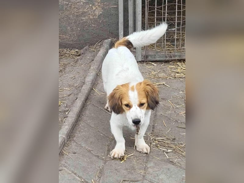 MAI - Baby unserer Straßenhündin April