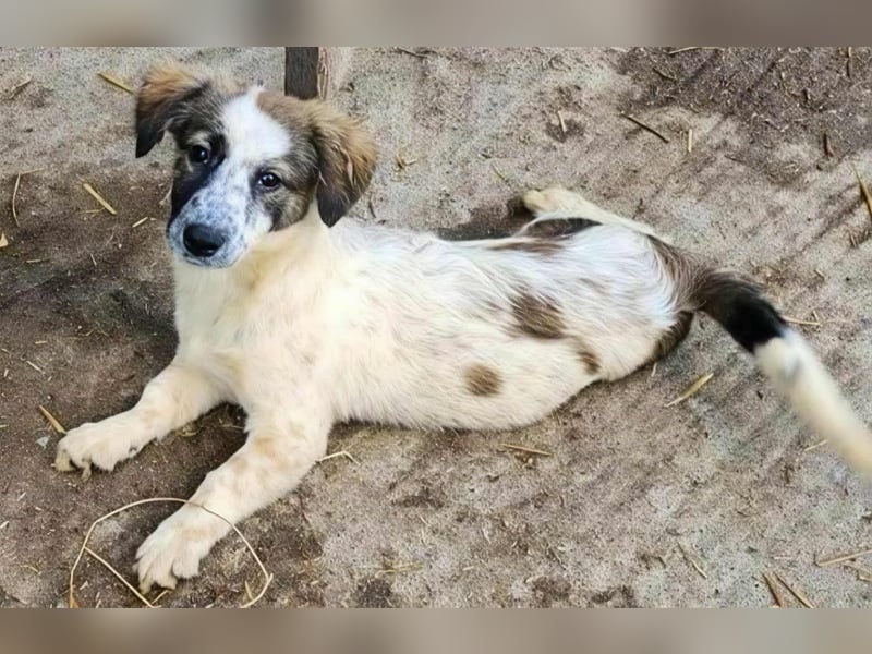 Ju'Ni - Baby unserer Straßenhündin April