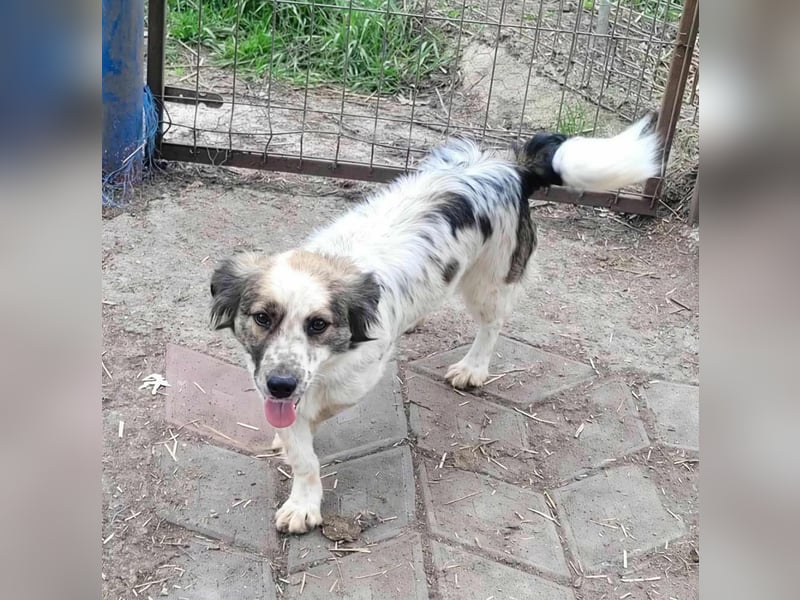 Ju'Ni - Baby unserer Straßenhündin April