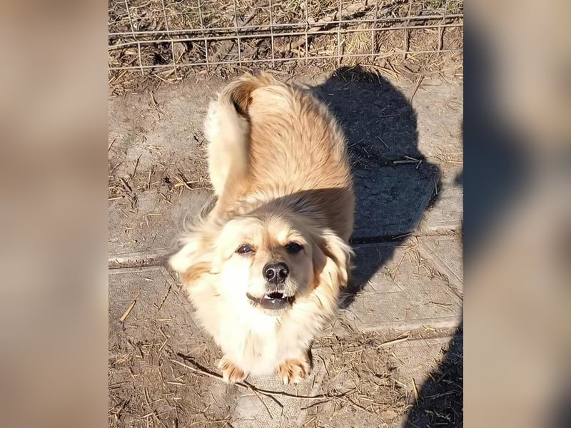 MAI - Baby unserer Straßenhündin April