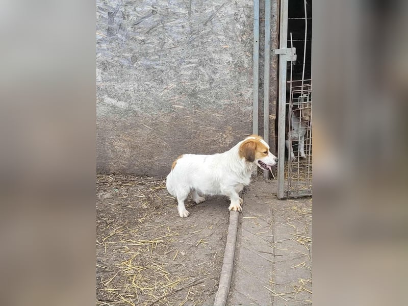 MAI - Baby unserer Straßenhündin April