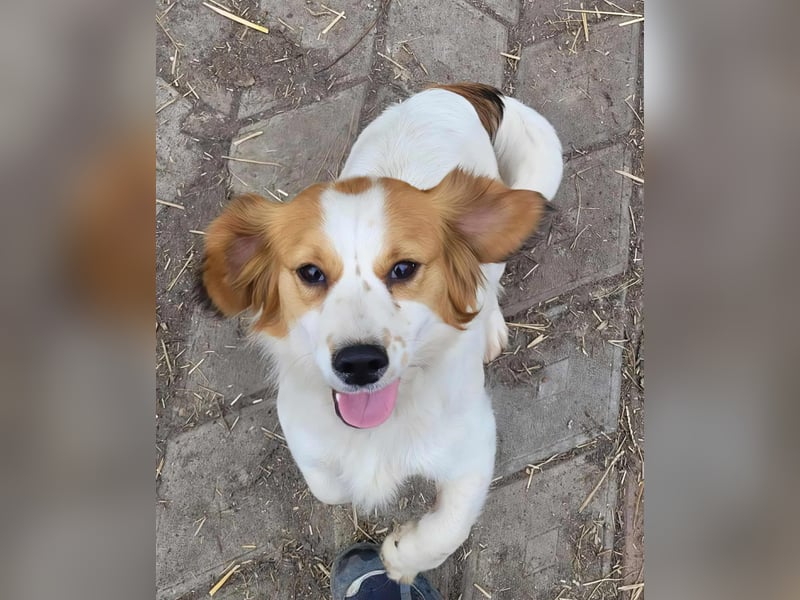 MAI - Baby unserer Straßenhündin April