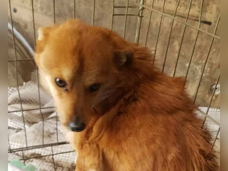 TANNER - gerettet aus Horror Tötung Slatina, Ostern'22