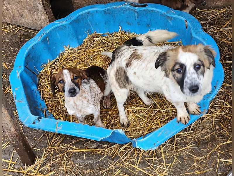 MAI - Baby unserer Straßenhündin April