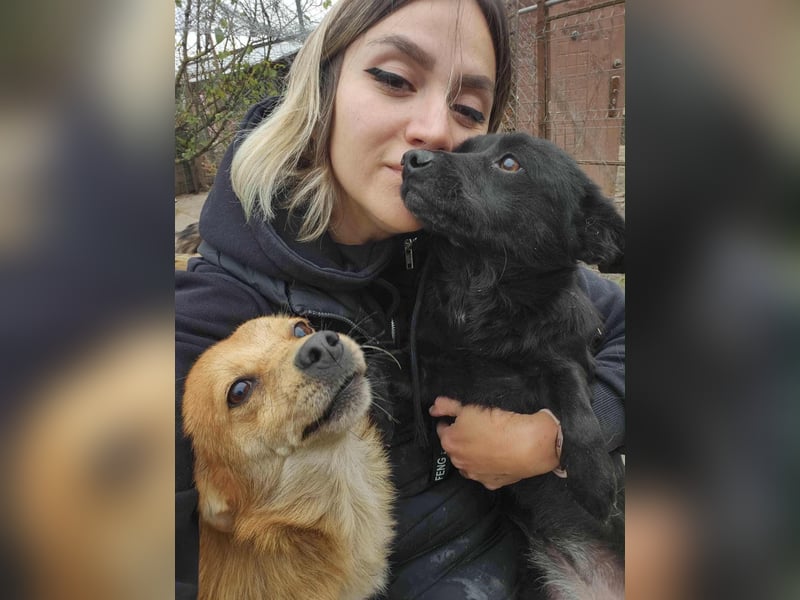 TANNER - gerettet aus Horror Tötung Slatina, Ostern'22 TANNER - gerettet aus Horror Tötung Slatina, Ostern'22