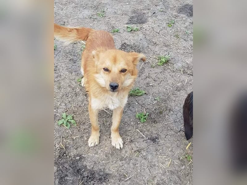 TANNER - gerettet aus Horror Tötung Slatina, Ostern'22 TANNER - gerettet aus Horror Tötung Slatina, Ostern'22
