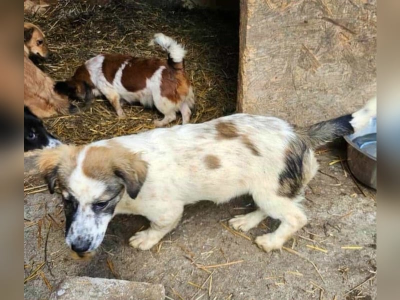 Ju'Ni - Baby unserer Straßenhündin April