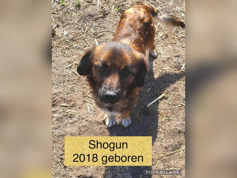 SHOGUN - gerettet aus der Horror Tötung Slatina, Ostern'22