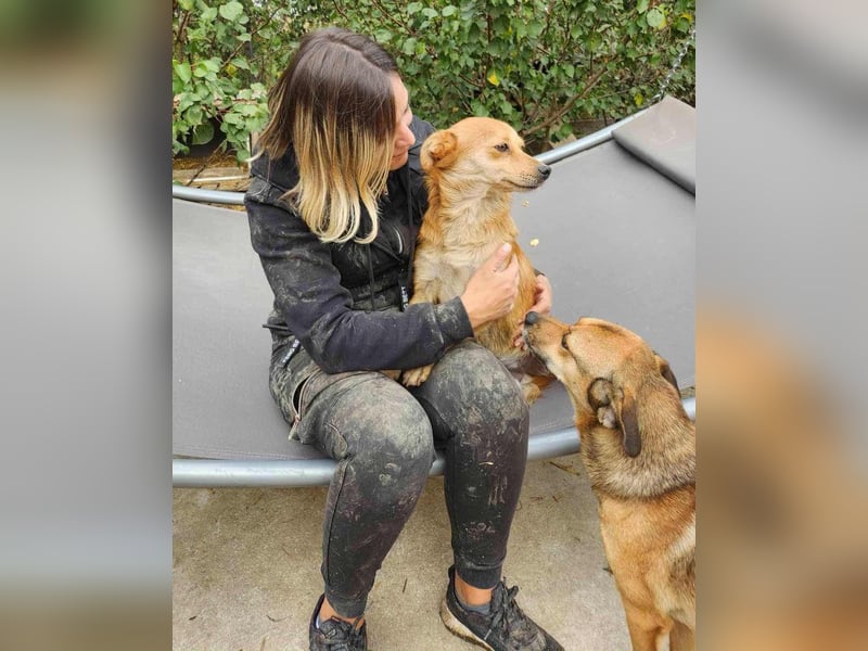 TANNER - gerettet aus Horror Tötung Slatina, Ostern'22 TANNER - gerettet aus Horror Tötung Slatina, Ostern'22