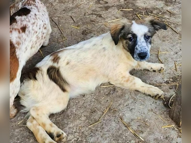 Ju'Ni - Baby unserer Straßenhündin April