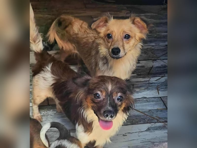 Ju'Ni - Baby unserer Straßenhündin April