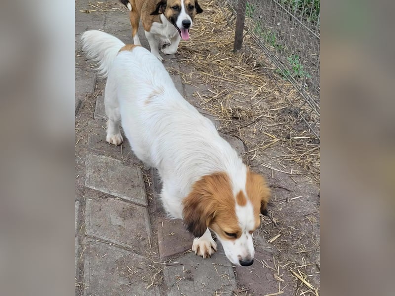 MAI - Baby unserer Straßenhündin April