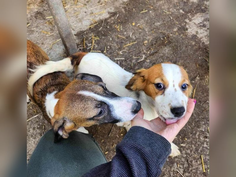 MAI - Baby unserer Straßenhündin April