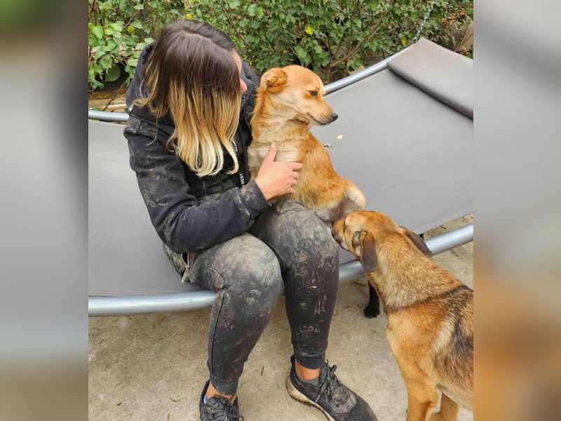 TANNER - gerettet aus Horror Tötung Slatina, Ostern'22