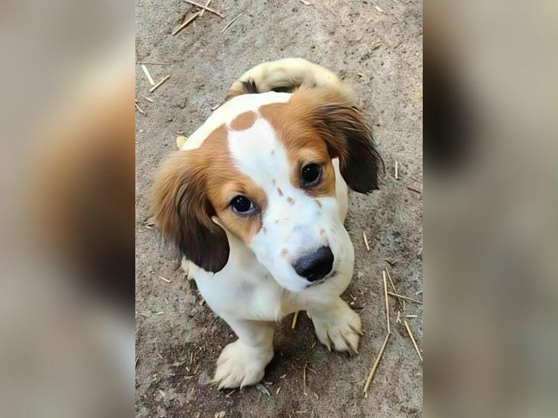 MAI - Baby unserer Straßenhündin April